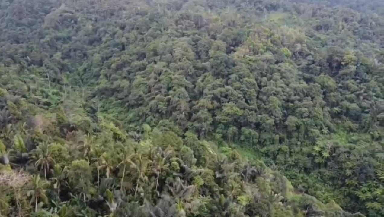Penebel Bali Mountain Forest Cabin מראה חיצוני תמונה